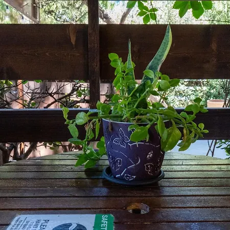 Oasis Beachfront & Apartments, By Zantewize * Alykanas (Zakynthos)