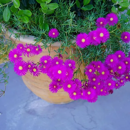 Oasis Beachfront & Apartments, By Zantewize Alykanas (Zakynthos)