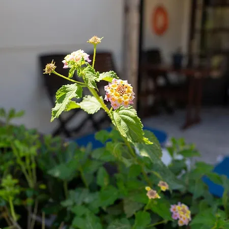 Apartamento Oasis Beachfront & Apartments, By Zantewize Alykanas (Zakynthos)